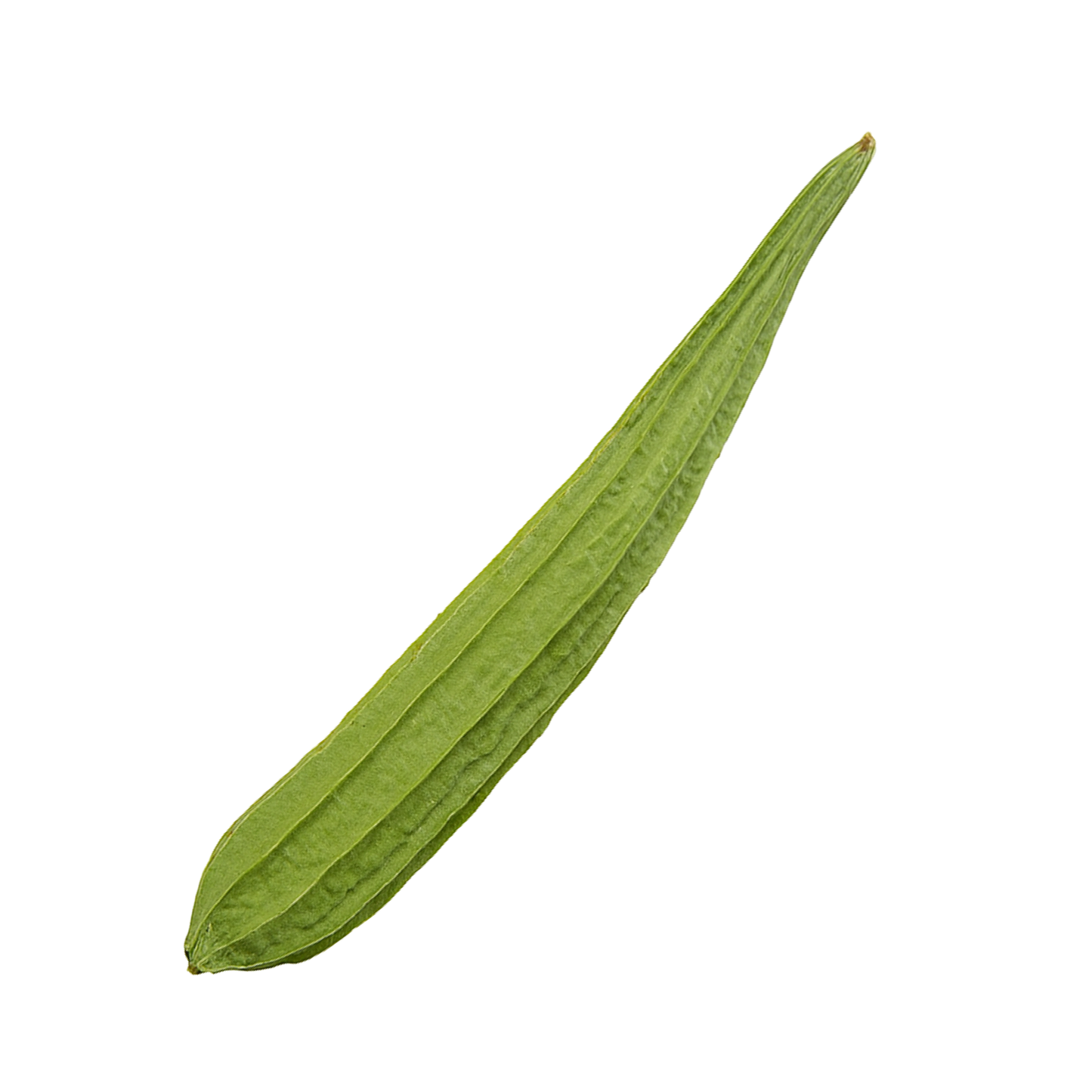 Ridge Gourd (Peerkangai) - π―π¬π¬ - π±π¬π¬π΄
